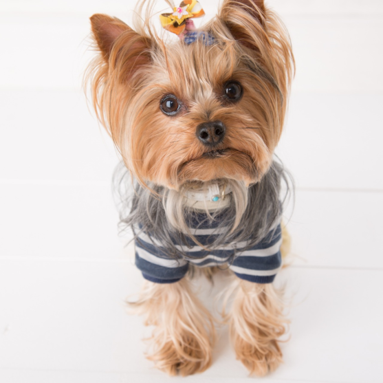 brown yorkshire terrier wearing an outfit